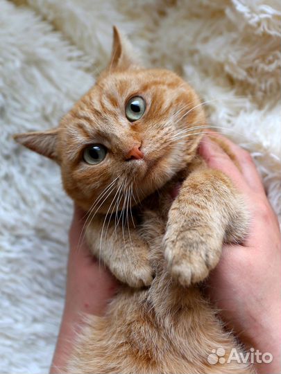 Рыжая кошка Злата 1 год