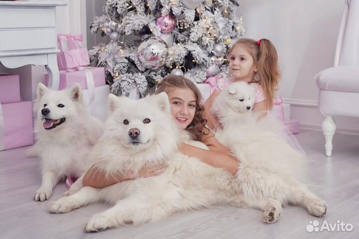 Чудесный белоснежный - пушистый щенок самоедик
