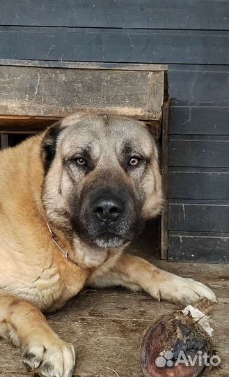 Турецкий кангал (щенки кобели)