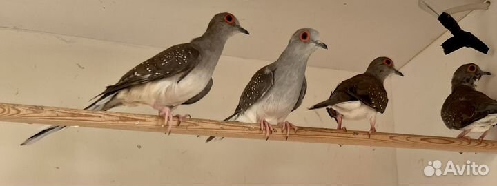 Бриллиантовые горлицы