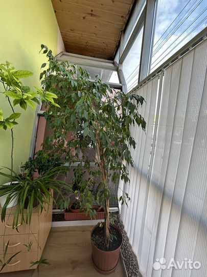 Фикус бенджамина большой