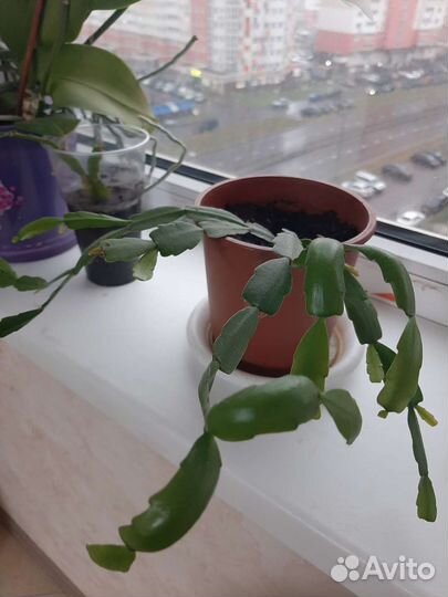 Цветок декабрист