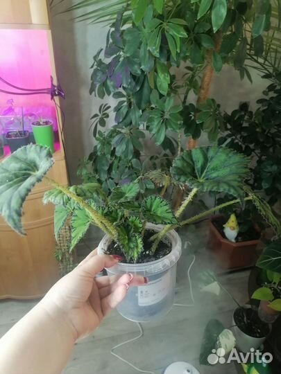 Бегония тигровая (Бегония Бауэра)