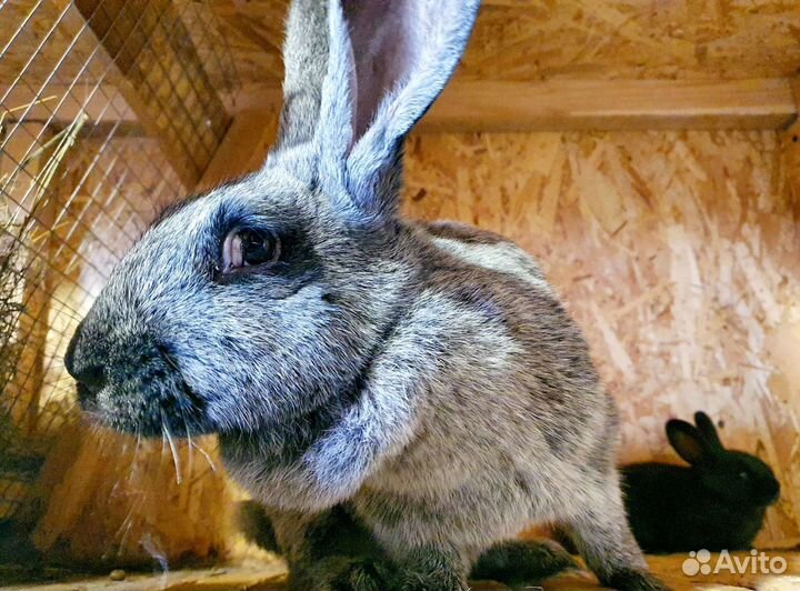 Кролики мясных пород на племя
