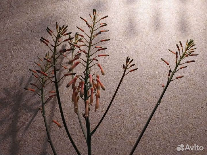 Цветущий Алоэ Вера