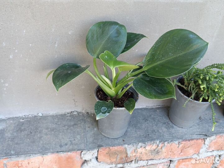 Эпипремнум, филодендрон, бругмансия