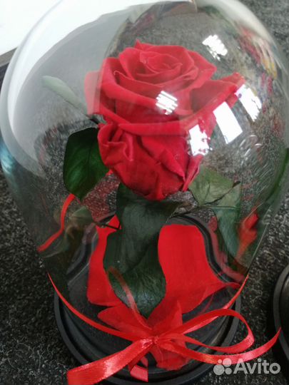 Красная роза В колбе
