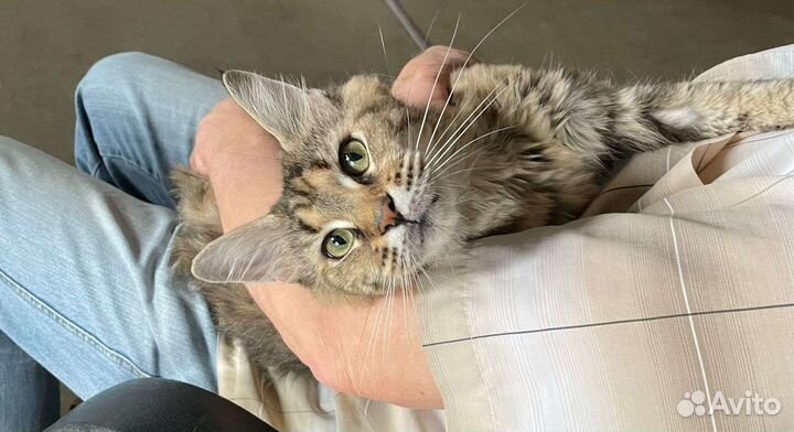 Кошки в добрые руки бесплатно