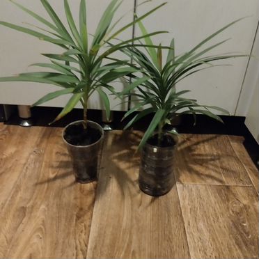 Драцена зелёная пальма молодые растения