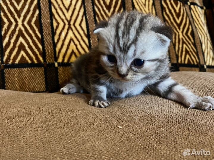 Британские котята короткошерстные