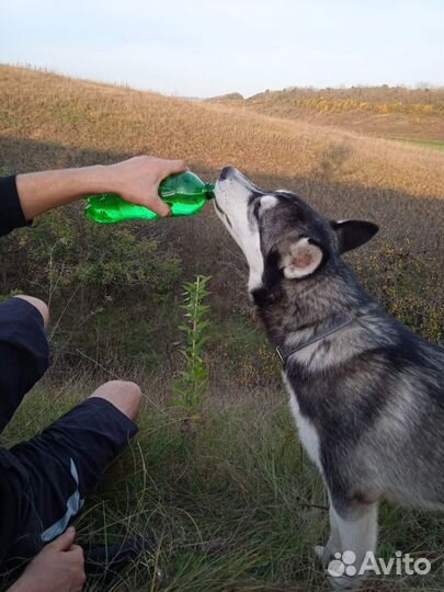 Кобель хаски вязка