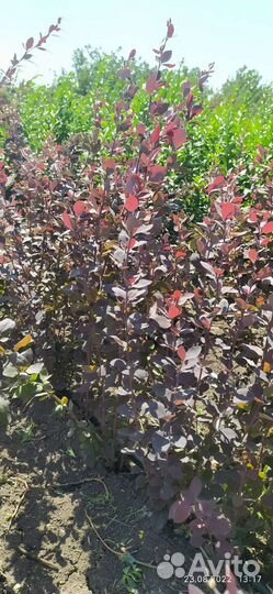 Декоративные кустарники