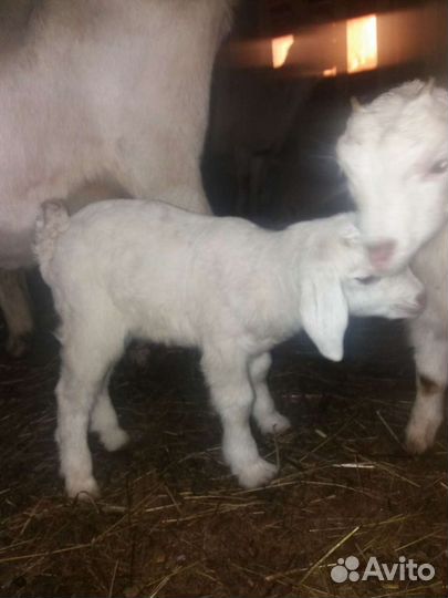 Козлята от молочных коз, ламанчи,зааненки,нубийки