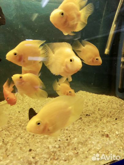 Желтые и Красные Попугаи