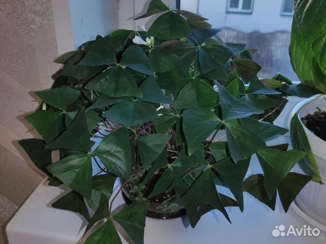 Кислица оксалис купить в Ижевске | Товары для дома и дачи | Авито