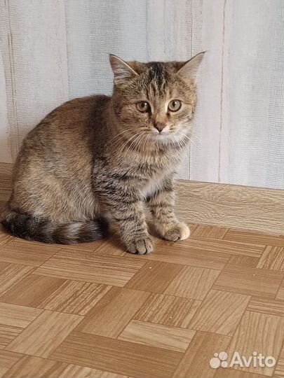 Котенок в добрые руки