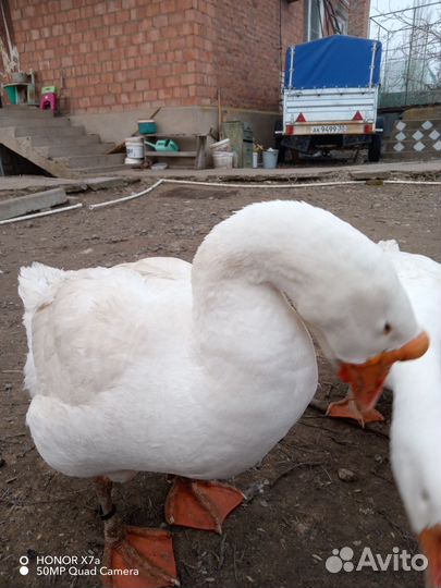 Гусь(Линда)