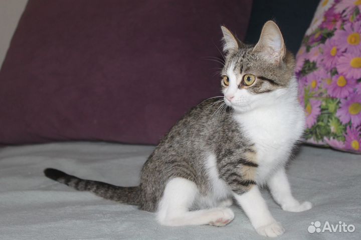 Котенок девочка