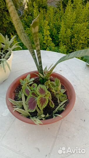 Цветочная композиция