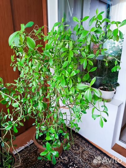 Домашние растения