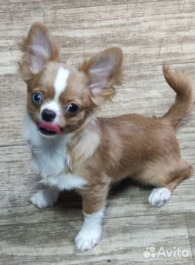 Чихуахуа мальчик