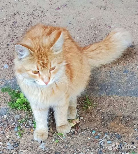 Рыжий котенок