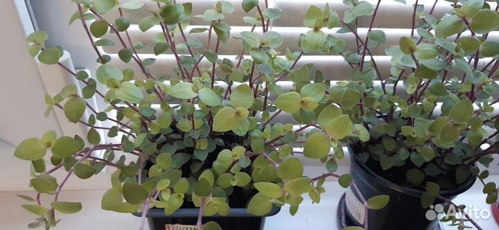 Каллизия голд