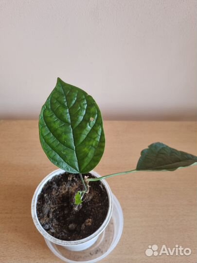 Клеродендрум Томпсона