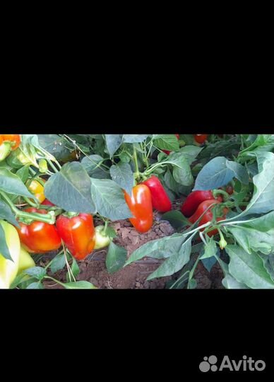 Семена Перец полет