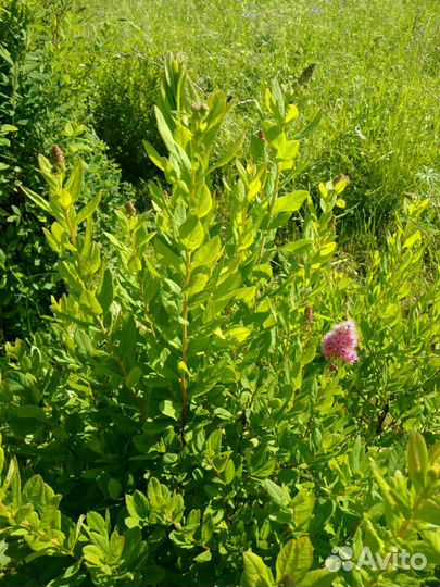 Спирея, кусты, живая изгородь
