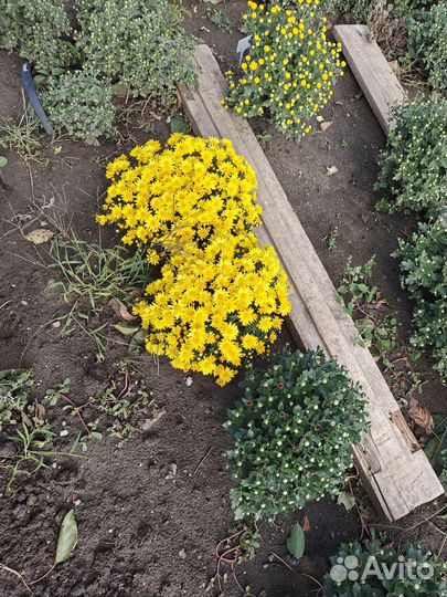 Хризантема мультифлора