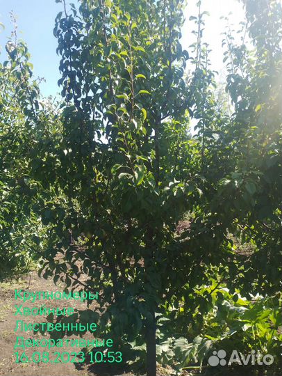 Груша крупномер 5лет Много сортов