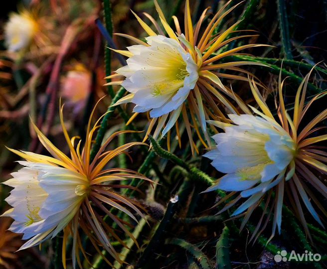 Селенецериус