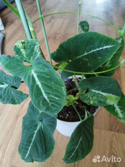 Сингониум яичница