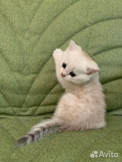 Британские котята шиншилла