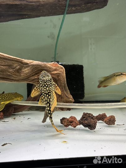 Сом L14 L239 L128 L067