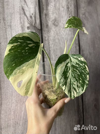 Монстера вариегатная альба