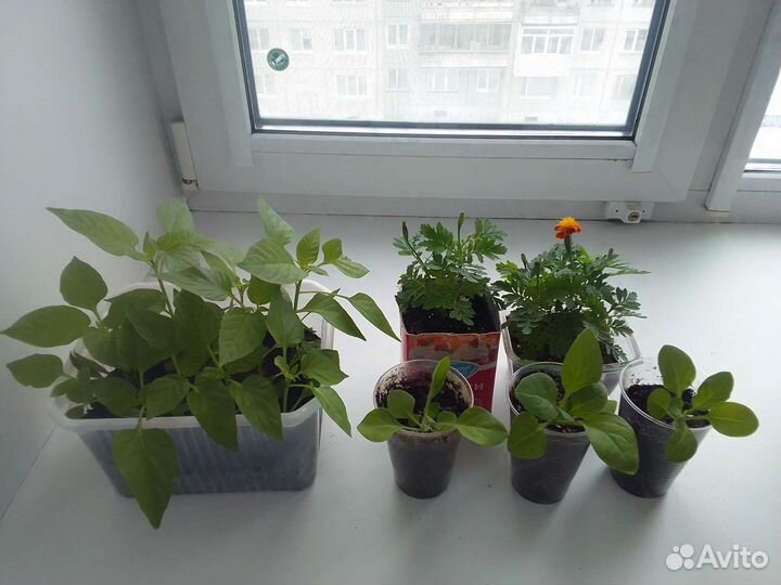 Рассада цветов