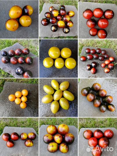 Семена помидоров томатов