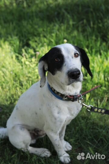 Отдадим в добрые руки