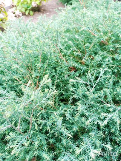 Можжевельник