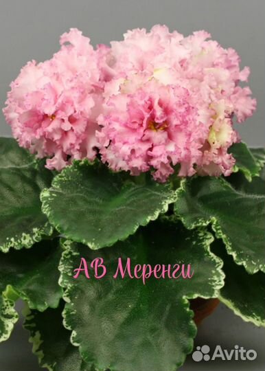 Детки сортовых фиалок