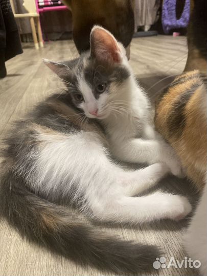 Тонхцветна кошка