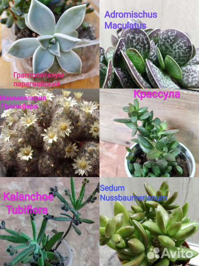 Редкие суккуленты номер 1