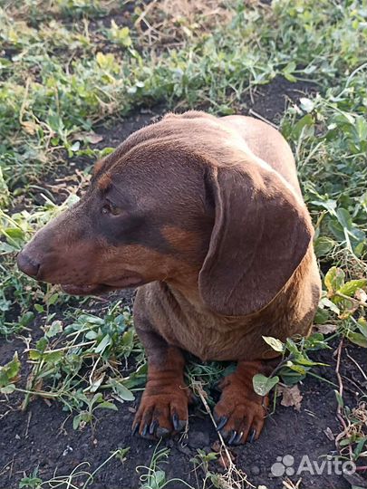 Такса вязка