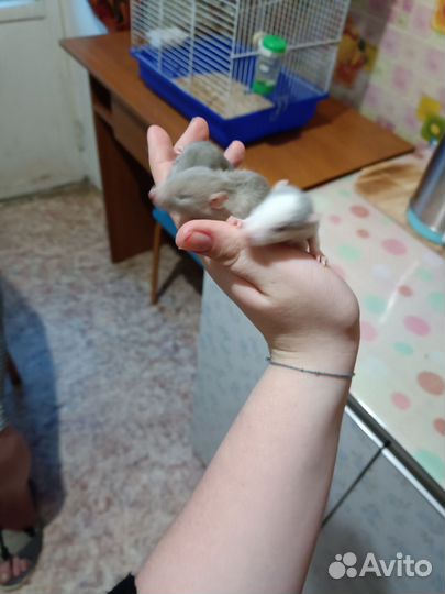 Крыса дамбо