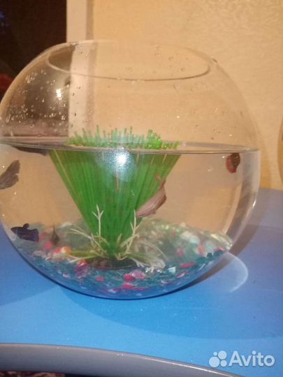 Аквариум с рыбками