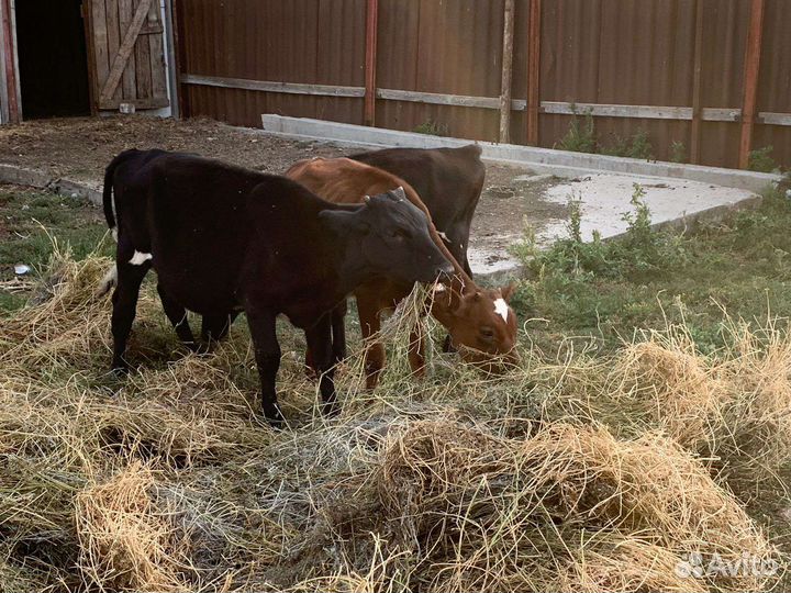 Телята телочки