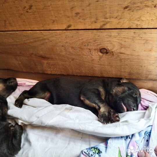 Продам щенков немецкой овчарки