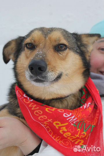 Ася грустит и переживает в приюте